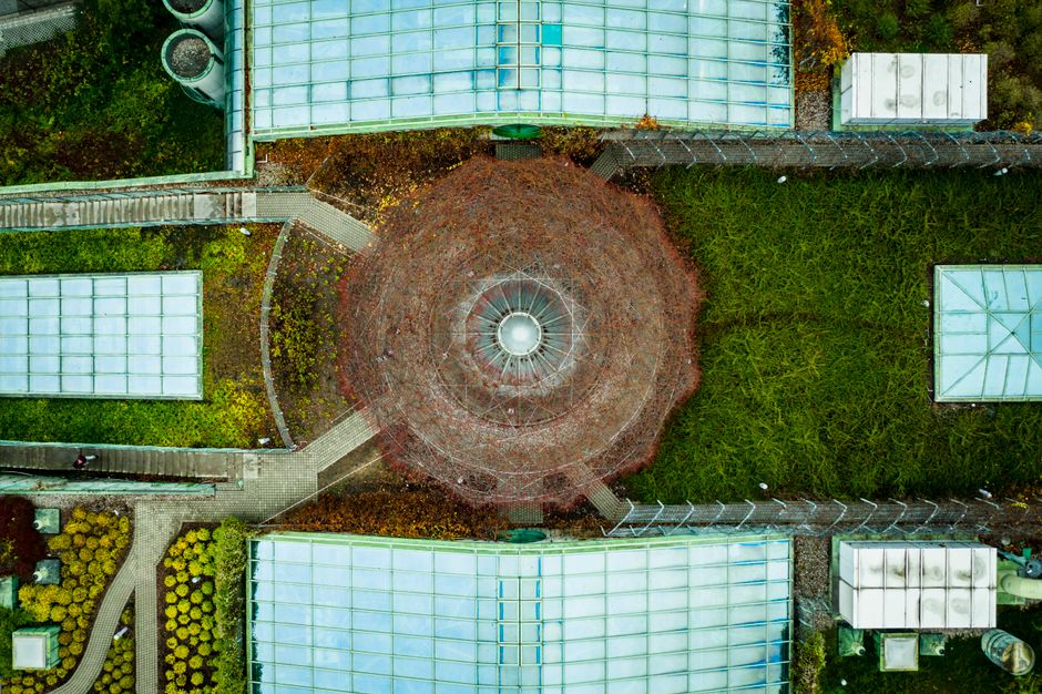Cool Roofs and Climbing Vines: Beating the Urban Heat Island