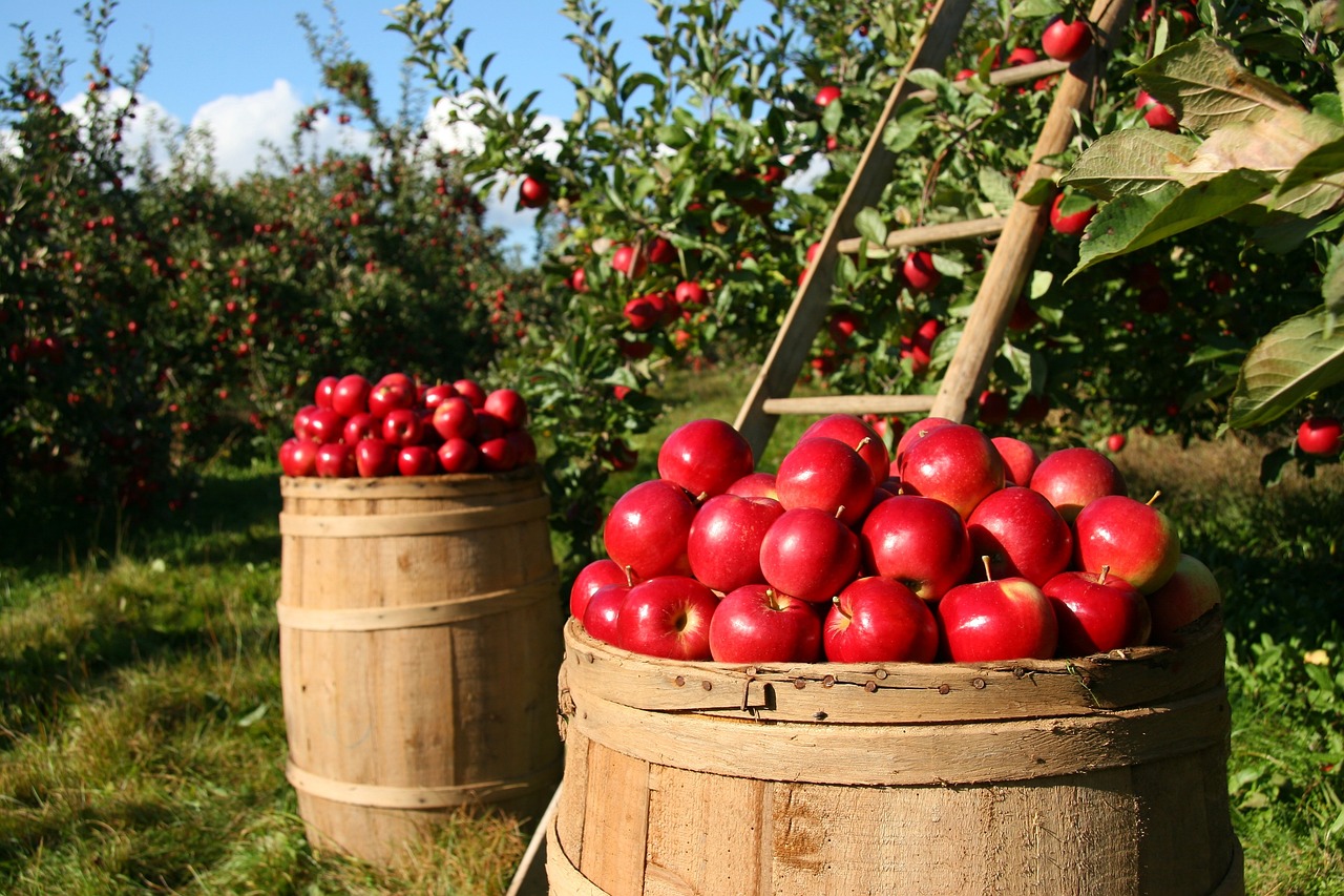 Rain Barrels, Drip Lines, and Other Ways to Waste Less Water in Your Garden