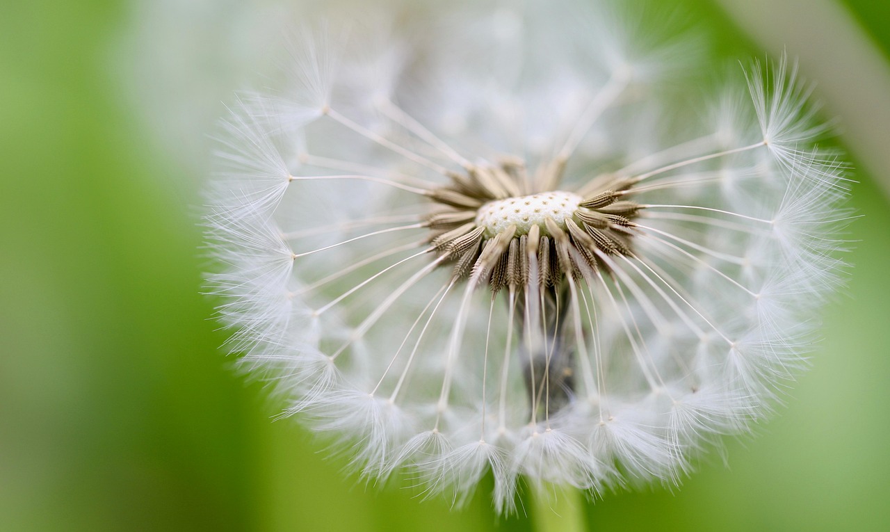 Seed Swaps and Tool Libraries: The Sharing Economy of City Gardening