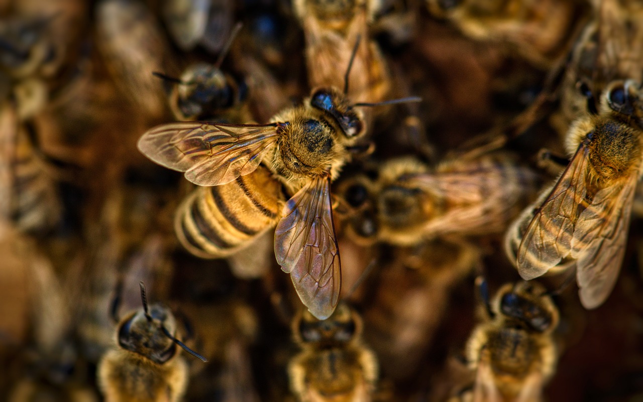 The Balcony Beekeeper: What It Takes to Host Urban Honeybees