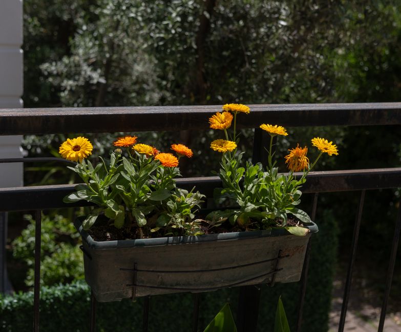 The Fire Escape Harvest: Growing Food in the Smallest Urban Spaces