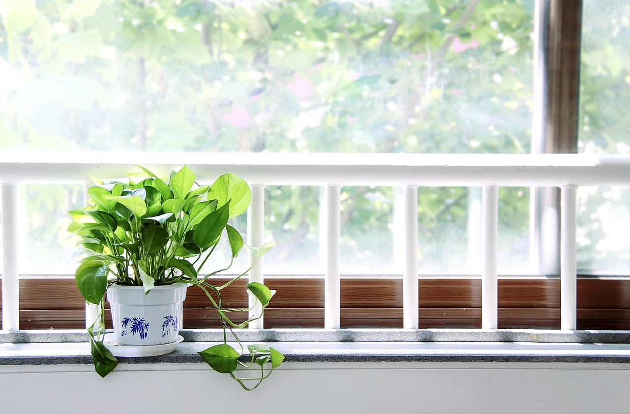 Windowsill Microgreens: A Beginner's Guide to Growing Salad Indoors